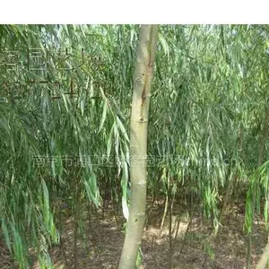 金丝垂柳,金丝垂柳价格,金丝垂柳树苗
