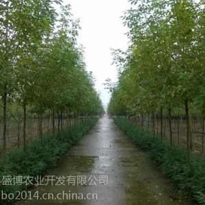 白蜡 西安白蜡价格 西安白蜡价格
