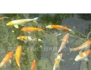 供应【南京市景观鱼池水净化公司,富友***】