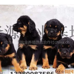 �⹷��ֳ�� �⹷��Ʒ��
