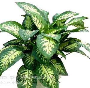 供应武汉植物租摆,武汉植物租摆设计