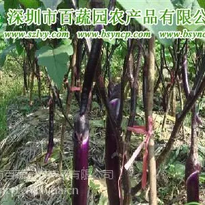 供应东莞蔬菜配送公司深圳有机蔬菜凤岗樟木头