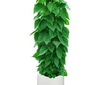 供应北京绿植出租
