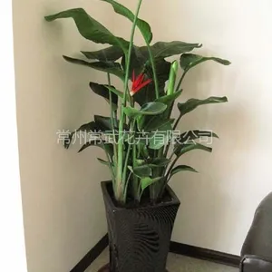 常州花木租摆 常州办公室绿植花卉盆栽租赁