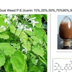 供应淫羊藿提取物50%