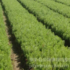 江西供应马尾松小苗|马尾松批发采购价格|造林苗
