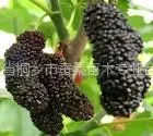 供应桐乡市果桑苗专业合作社供应果桑苗