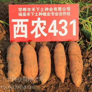 2015年预订西农431脱毒红薯苗,结薯集中,薯块纺锤型