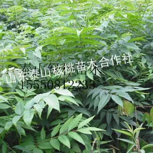 供应香椿苗,香椿苗价格,绿化苗木价格