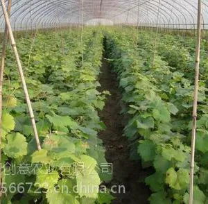 供应沈阳供应大量着色香、玫瑰露(金红娃)、夏黑、含香蜜葡萄苗