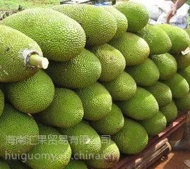 供应海南特产 马来一号菠萝蜜