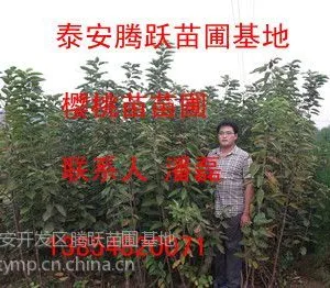 供应樱桃树苗 优质大樱桃树苗 大樱桃树苗品种