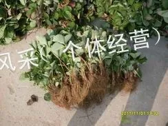 供应二代草莓种苗 优质草莓苗批发供应