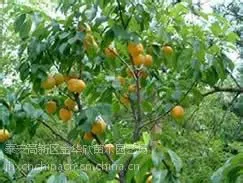山东柿子小苗基地、山东柿子小苗供货商、山东哪里有柿子小苗、柿子小苗哪里有、柿子小苗批发价