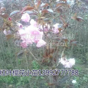 四川红叶樱花&&红叶樱花&&陕西红叶樱花