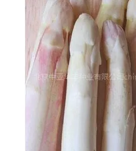 供应芦笋种子︱芦笋种植︱芦笋种子公司