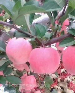 陕西哪里有膜袋红富士苹果,***格多少钱?