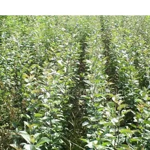 供应苹果苗【苹果苗】【占地苗苹果苗】【山西苹果苗】