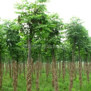 供应湖北栾树苗|武汉栾树|荆门栾树