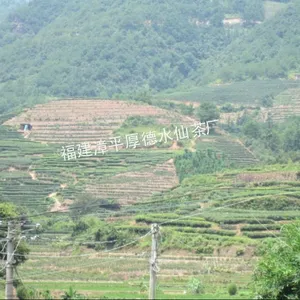 供应漳平水仙茶 福建水仙 龙岩水仙 老区特色 世界紧压乌龙茶