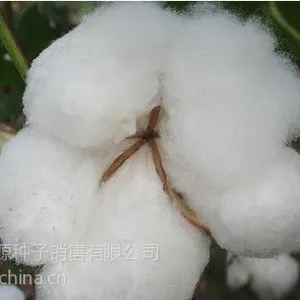供应棉花种子价格新疆基地棉花种子展示棉花种子