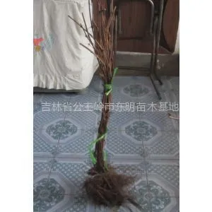 供应供应黑龙江出售葡萄苗,贝达苗,占地苗,品种多,价格低。