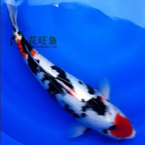 供应假山鱼池 锦鲤鱼池酒店鱼池护理庭院鱼池过滤设计