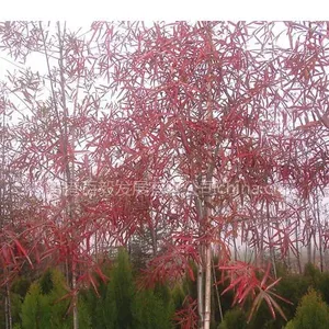 供应柳栎