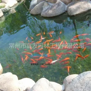 供应【江苏太仓市别墅景观鱼池水生物过滤公司】