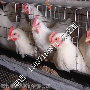 ��Ӧ���Ͻ�����ŵ�����|�ӱ����ŵ�����|���Ŷ�п������|����ʽ���ŵ�����