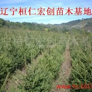 供应供应云杉、云杉基地、辽宁云杉、桓仁云杉、云杉种苗,云杉价格