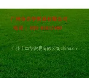 供应高羊茅草种,牧草种子高羊茅,边坡种子高羊茅