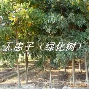 供应无患子(木患子 绿化苗木 采收果实)