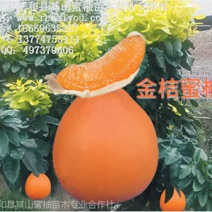 福建黄金柚苗