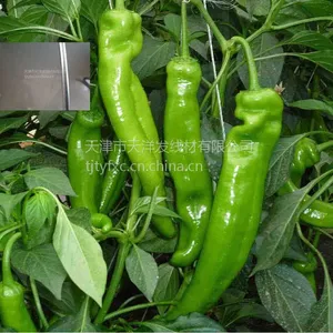 草原网围栏钢丝 蔬菜大棚丝 刺丝 石笼网丝 质优*** 王静15122289170