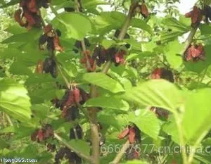 供应大量供应高产量 高纯度 红果二号