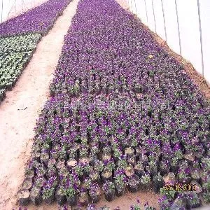 供应【西安】西安绿化工程承包,园林设计,西安绿化哪儿找