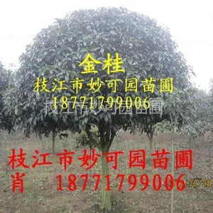 供应湖北桂花苗|湖北哪里有桂花苗|宜昌八月桂花苗|宜昌丹桂苗|湖北桂花树苗价格|枝江金桂花苗圃基地