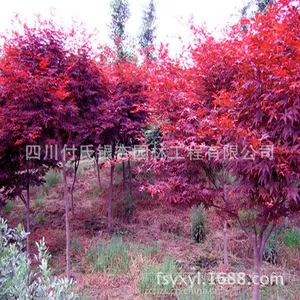 供应红枫批发供应|优质红枫苗批发|1-15公分红枫|规格齐全|绿化苗木