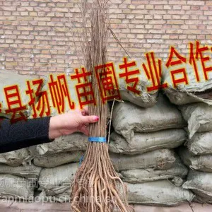 扬帆苗圃供应50公分紫穗槐，地径0.5cm紫穗槐