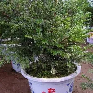 供应供应东北红豆杉、东北红豆杉基地、辽宁东北红豆杉、桓仁东北红豆杉、东北红豆杉小苗、东北红豆杉种子