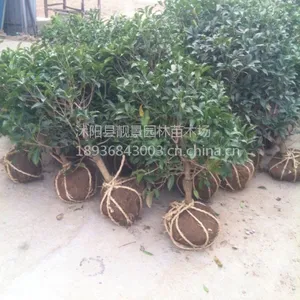 供应桂花树1-5公分桂花苗 流苏嫁接桂花 绿化苗木桂花树