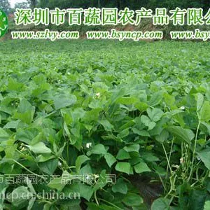供应龙岗蔬菜配送中心 最健康的送菜公司