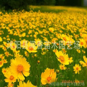 �󻨽𼦾����Ӽ۸� �໨������������ ���ܻ�����������