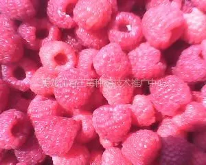 供应出售树莓黑加仑鲜果