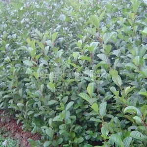 供应江西【迦南】苗木基地批发 桤木 湿地松自产自销自用 质优价廉 诚信 蔡生13979604644