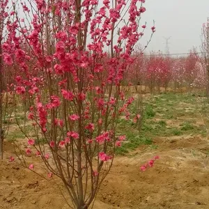 4���״��������Ҷ���Ǯһ�ã���Ҷ���Ҽ۸������������ұ���