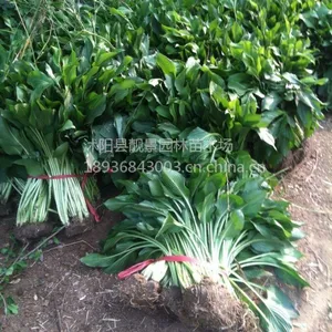 供应玉簪10-30公分高花叶玉簪 青叶玉簪