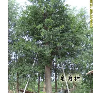 皂角树,皂角,皂角树价格,皂角价格,皂角树苗