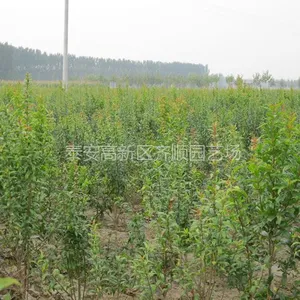 求购石榴苗 山东无仔石榴苗占地苗
